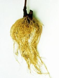 Rubinstein ekinezya pembe echinacea bare root