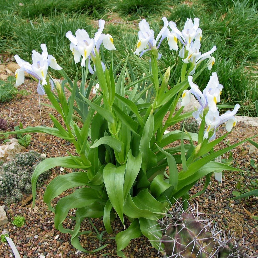 Süsen iris magnifica saksıda yetişmiş