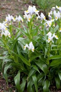 Süsen iris magnifica saksıda yetişmiş