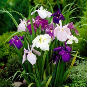 Süsen iris kaempferi ensata saksıda yetişmiş karışık renk