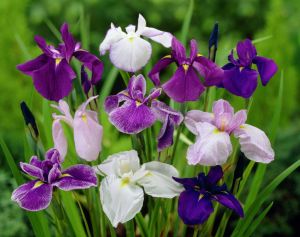 Süsen iris kaempferi ensata saksıda yetişmiş karışık renk