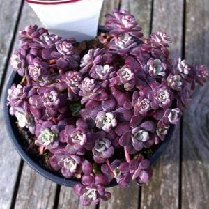 Sedum spathulifolium purpureum fidesi damkoruğu