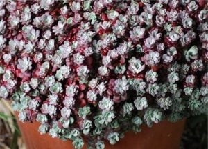 Sedum spathulifolium purpureum fidesi damkoruğu
