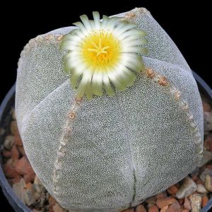 Astrophytum myriostigma tohumu 4 loblu