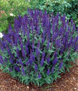 Salvia superba blue queen fidesi süs adaçayı