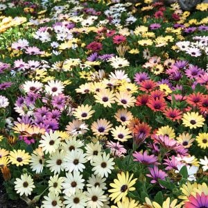 Bodrum papatyası fidesi karışık renk fide seti osteospermum