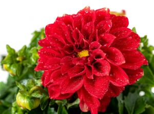 Skarlet kırmızı yıldız çiçeği fidesi dalya dahlia lubega power scarlet