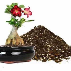 Adenium toprak karışımı çöl gülü bitkilerine özel toprak karışımı 5 litre