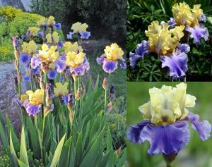 Edith Wolford iris germanica soğanı kök süsen