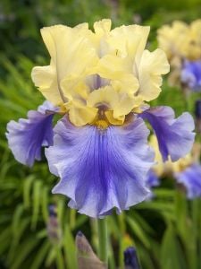 Edith Wolford iris germanica soğanı kök süsen