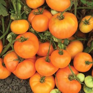 Dr Wyche's sarı Atalık domates tohumu