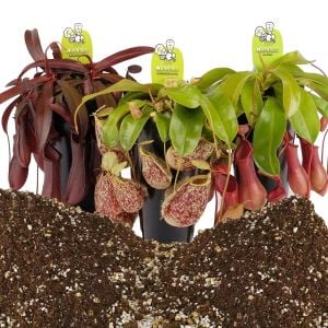 Nepenthes toprağı özel etobur bitki toprak karışımı