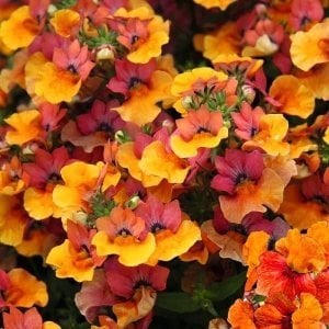 Çift renk nemezya çiçeği fidesi nemesia lyric copper