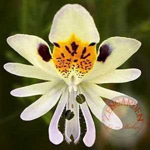 Kelebek orkidesi tohumu schizanthus karışımı çiçek tohumu