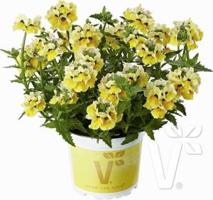 Limon nemezya çiçeği fidesi nemesia lyric lemon