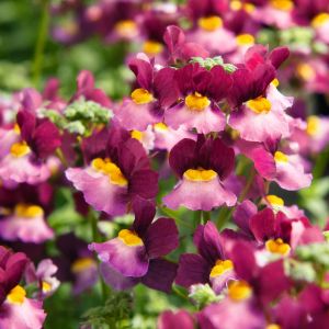 Bordo gül nemezya çiçeği fidesi nemesia mareto burgundy rose