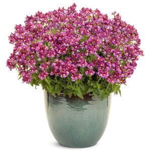 Bordo gül nemezya çiçeği fidesi nemesia mareto burgundy rose