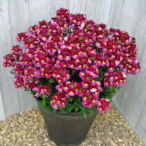 Bordo gül nemezya çiçeği fidesi nemesia mareto burgundy rose