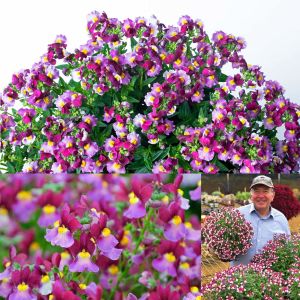 Bordo gül nemezya çiçeği fidesi nemesia mareto burgundy rose