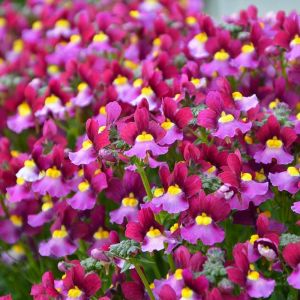 Bordo gül nemezya çiçeği fidesi nemesia mareto burgundy rose