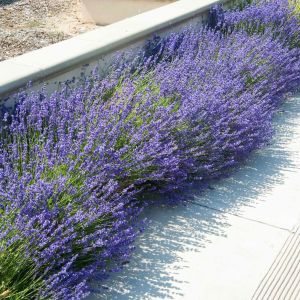 İngiliz lavanta tohumu lavandula angustifolia vera