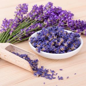 İngiliz lavanta tohumu lavandula angustifolia vera