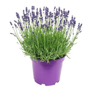 İngiliz lavanta tohumu lavandula angustifolia vera