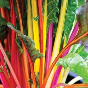 Beş renk Avustralya pazısı tohumu chard