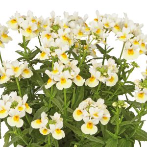 Beyaz Limon nemezya çiçeği fidesi nemesia mareto white lemon