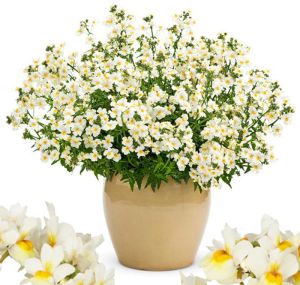 Beyaz Limon nemezya çiçeği fidesi nemesia mareto white lemon