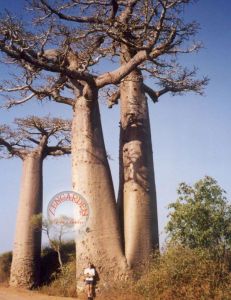 Adansonia digitata tohumu afrika tersine ağaç baobab
