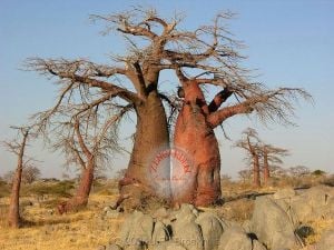 Adansonia digitata tohumu afrika tersine ağaç baobab