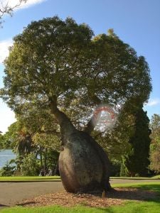 Avustralya şişe ağacı tohumu brachychiton rupestre bottle tree