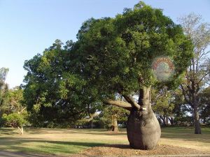 Avustralya şişe ağacı tohumu brachychiton rupestre bottle tree