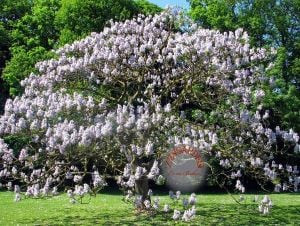 Paulownia tomentosa tohumu dona dayanıklı dünyanın en hızlı büyüyen ağacı tez ağaç