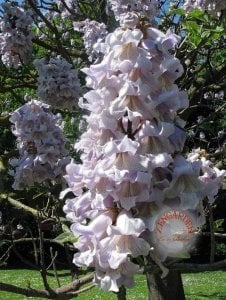 Paulownia tomentosa tohumu dona dayanıklı dünyanın en hızlı büyüyen ağacı tez ağaç