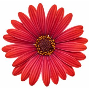 Kırmızı çiçekli bodrum papatyası fidesi erato red osteospermum