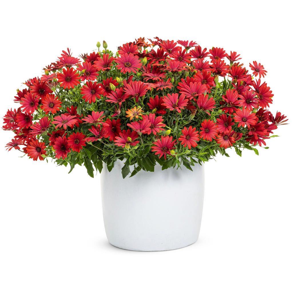 Kırmızı çiçekli bodrum papatyası fidesi erato red osteospermum