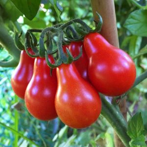 Geleneksel kırmızı armut domates tohumu red pear heirloom tomato