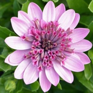 Katlı pembe bodrum papatyası fidesi osteospermum