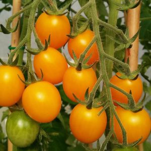 Golden nugget domates tohumu altın sarı çeri oturak tipi