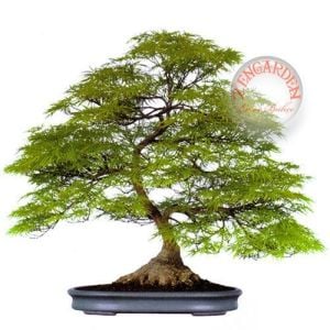 Acer palmatum akçaağaç tohumu var.dissectum viridus