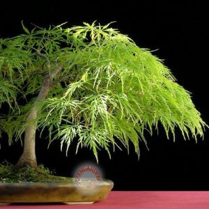 Acer palmatum akçaağaç tohumu var.dissectum viridus
