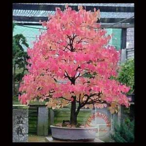 Kokulu katsura ağacı tohumu cercidiphyllum japonicum