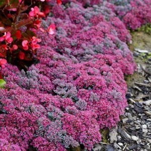 Sedum robustum kırmızı çiçekli mavi yapraklı