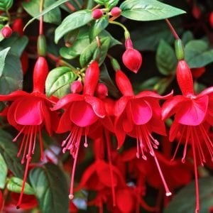 Kırmızı küpeli çiçeği fidesi marinka fuchsia