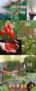 Goji berry tohumu lycium barbarum seeds