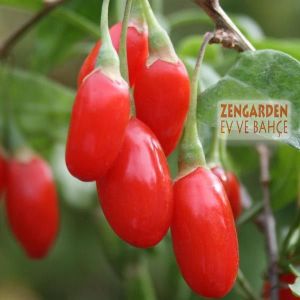 Goji berry tohumu lycium barbarum seeds