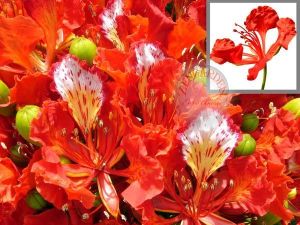 Delonix regia tohumu dünyanın en güzel ağacı flamboyant