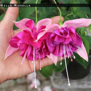 Küpe çiçeği fidesi fuchsia bella rosella XL dev katmerli çiçekler